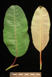Salix magnifica. Pair of leaves showing upper and lower surfaces.
 Image: D. Glenny © Landcare Research 2020 CC BY 4.0